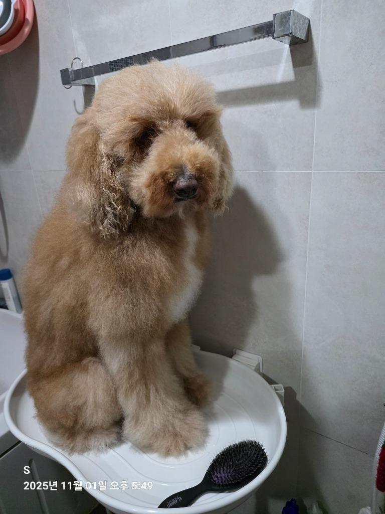 댓글 이미지