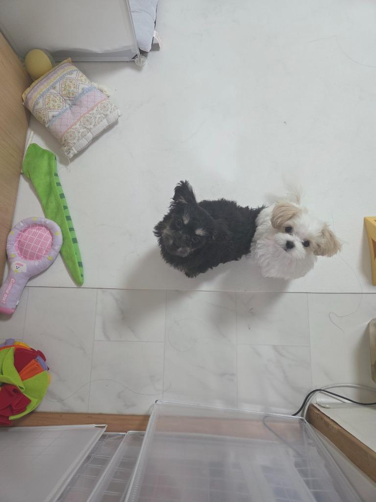 댓글 이미지