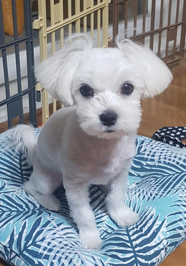 댓글 이미지