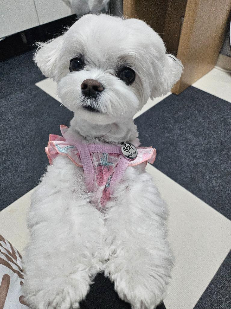 댓글 이미지
