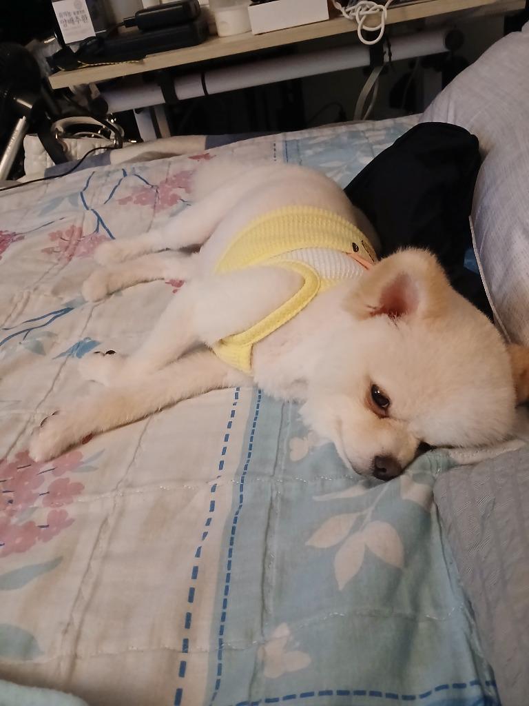 댓글 이미지