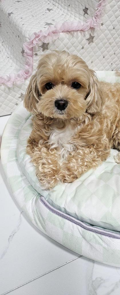 댓글 이미지