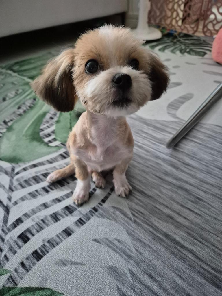 이미지