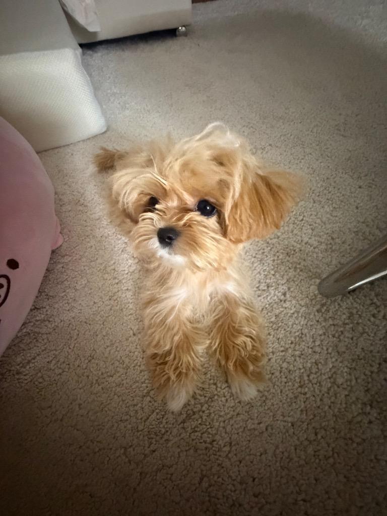 이미지