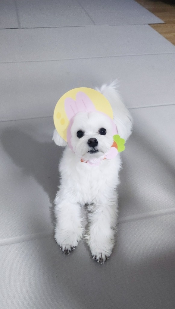 프로필 이미지