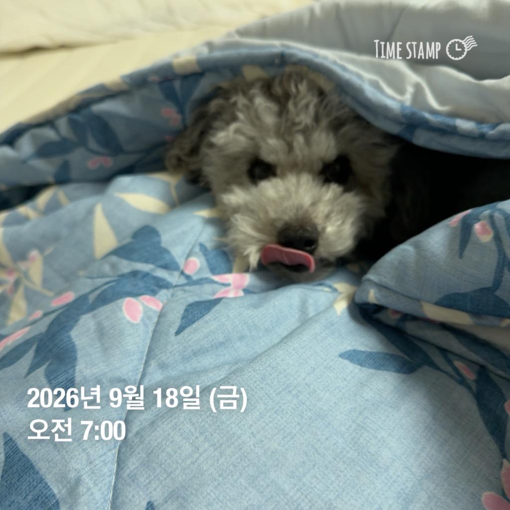 이미지